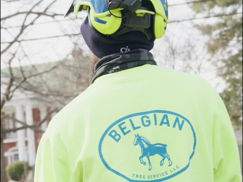 Belgian Tree Service — Tree service
